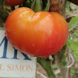 Tomate Marglobe , 10 semillas