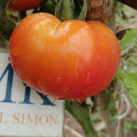Tomate Marglobe , 10 semillas