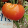 Tomate Marglobe , 10 semillas