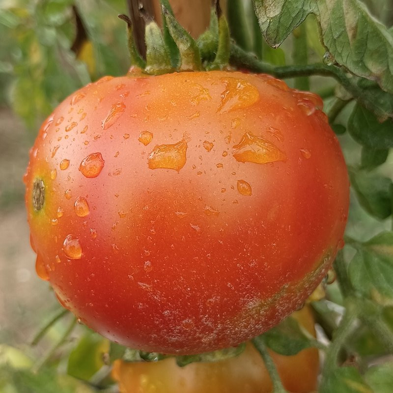 Tomate Duchman , 10 semillas