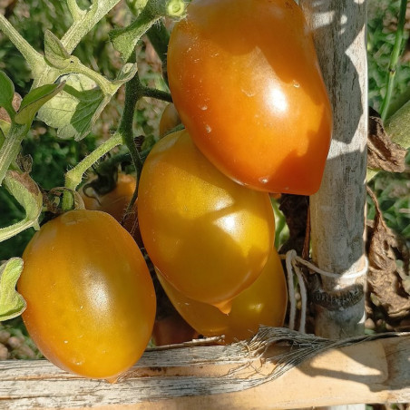 Tomate Chile Verde , 10 semillas (217)