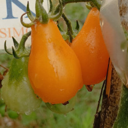 Tomate Pera Amarilla , 10 semillas