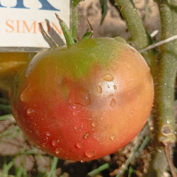 Tomate Rusian Black , 10 semillas