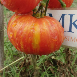 Tomate Tigerella , 10 semillas (220)