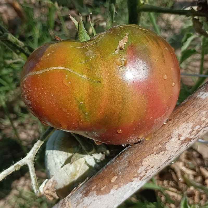 Tomate Hugh's Black , 10 semillas (221)