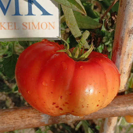 Tomate Pumpkin Escarlata , 10 semillas