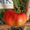 Tomate Pumpkin Escarlata , 10 semillas