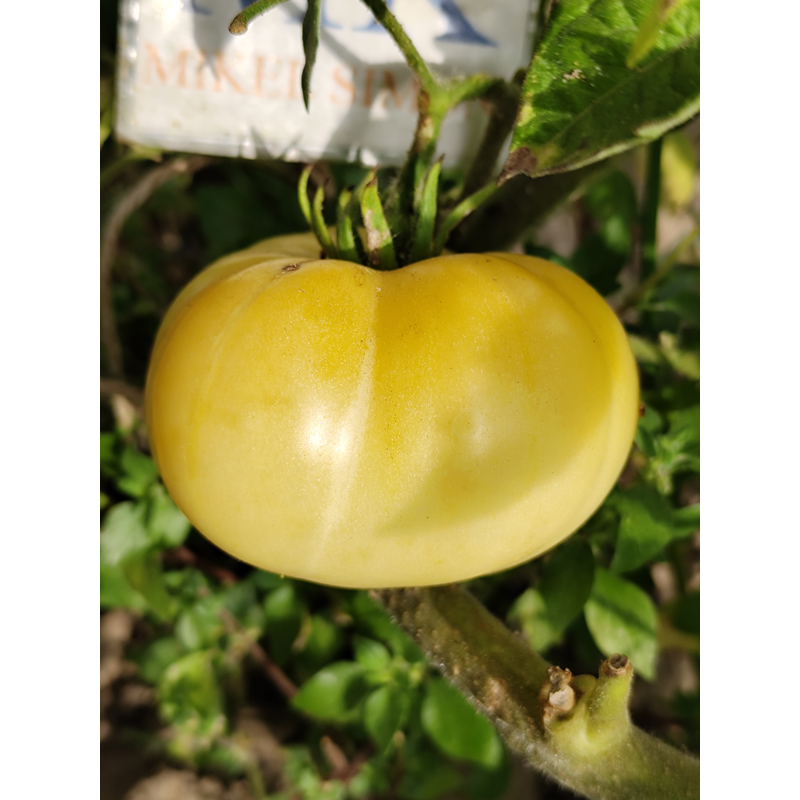 Tomate Phantom of Laos , 10 semillas (225)