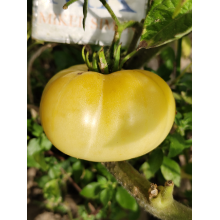 Tomate Phantom of Laos , 10 semillas (225)