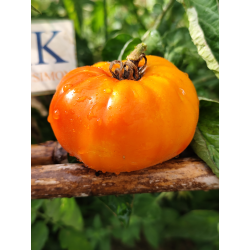 Tomate AUCH , 10 semillas