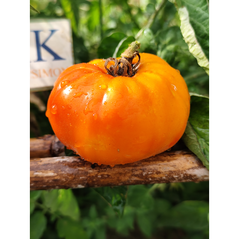 Tomate AUCH , 10 semillas (227)