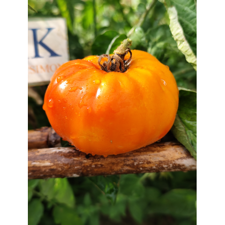 Tomate AUCH , 10 semillas (227)