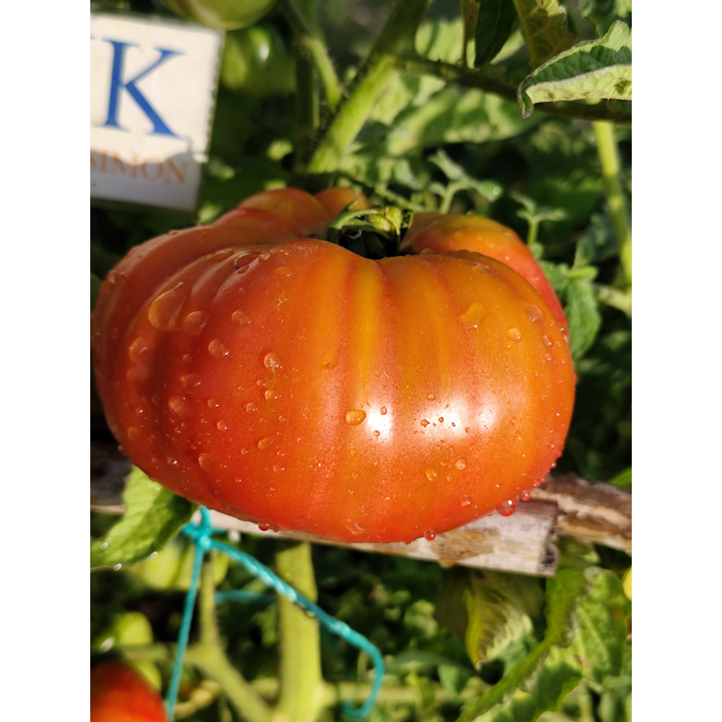 Tomate African Queen , 10 semillas (228)