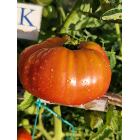 Tomate African Queen , 10 semillas (228)