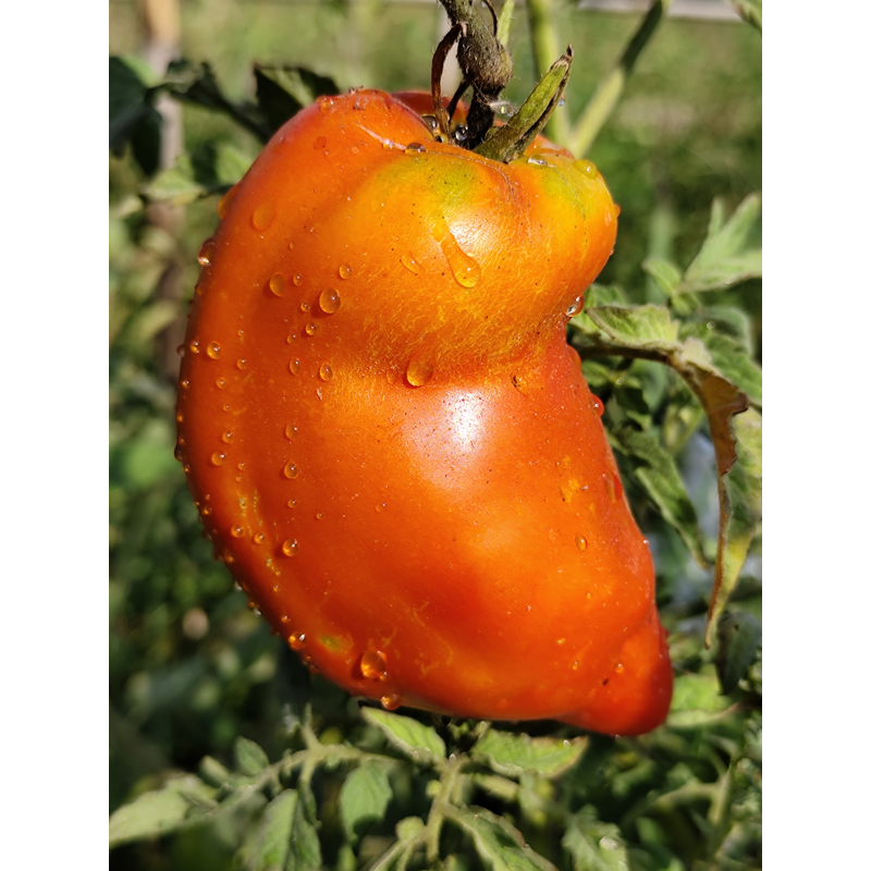 Tomate Hog Heart , 10 semillas (231)