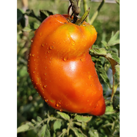 Tomate Hog Heart , 10 semillas (231)