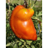 Tomate Hog Heart , 10 semillas (231)