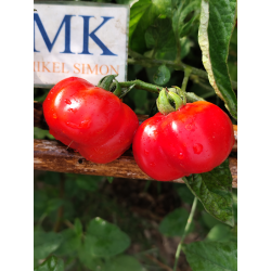 Tomate Criole Quetzaltepeque , 10 semillas