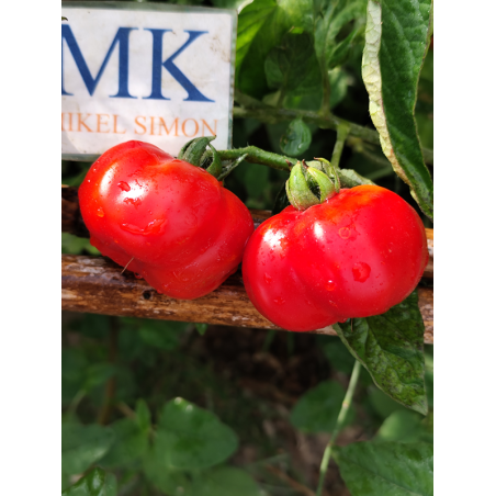 Tomate Criole Quetzaltepeque , 10 semillas