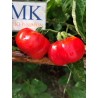 Tomate Criole Quetzaltepeque , 10 semillas