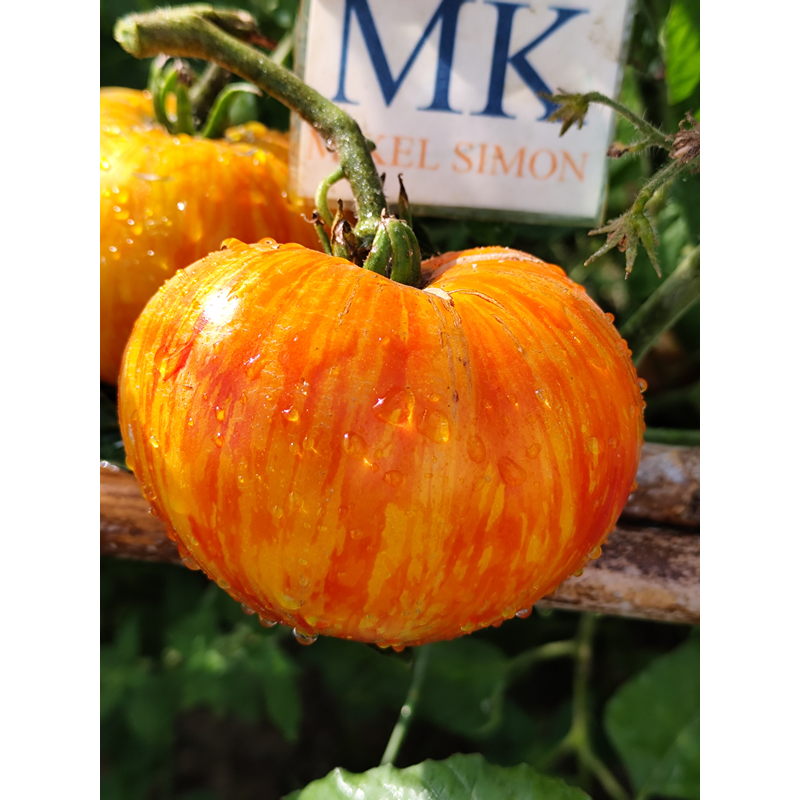 Tomate Lava Flow , 10 semillas