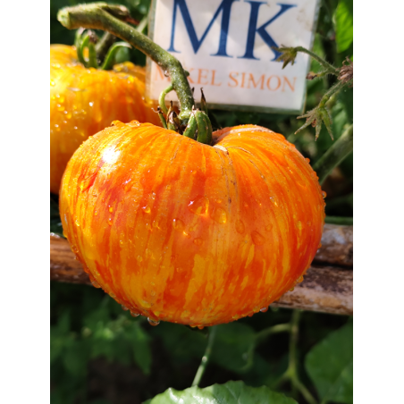 Tomate Lava Flow , 10 semillas