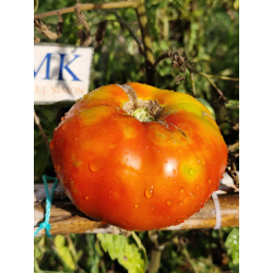 Tomate Bonne Fee , 10 semillas