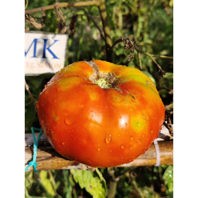 Tomate Bonne Fee , 10 semillas (241)