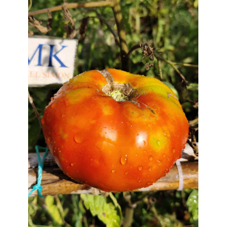 Tomate Bonne Fee , 10 semillas (241)