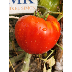 Tomate Emperador Tchou Fou , 10 semillas