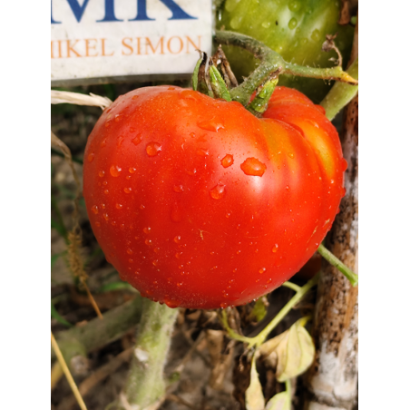 Tomate Emperador Tchou Fou , 10 semillas