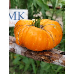 Tomate Bison Orange , 10 semillas (245)