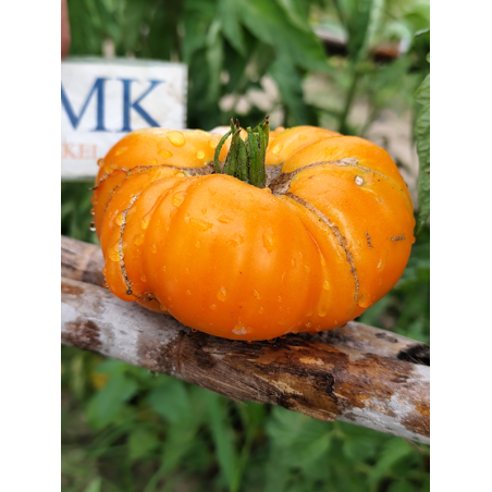 Tomate Bison Orange , 10 semillas