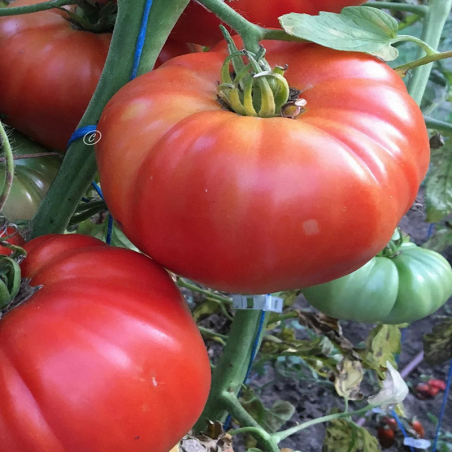 Tomate Demit De Rosoy , 10 semillas (247)