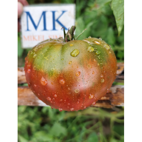 Tomate Cherokee Puple , 10 semillas (248)