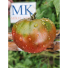 Tomate Cherokee Puple , 10 semillas (248)