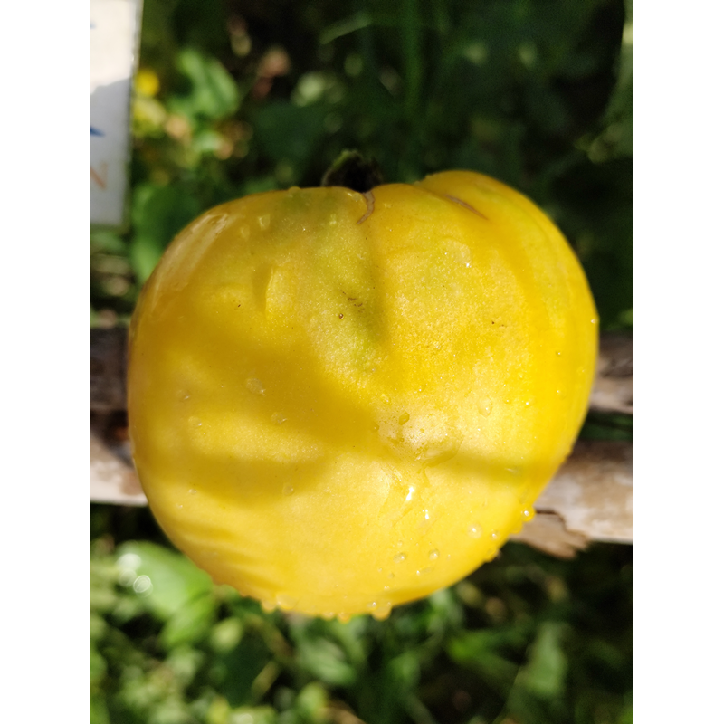 Tomate Heart Beef  Yellow , 10 semillas (249)