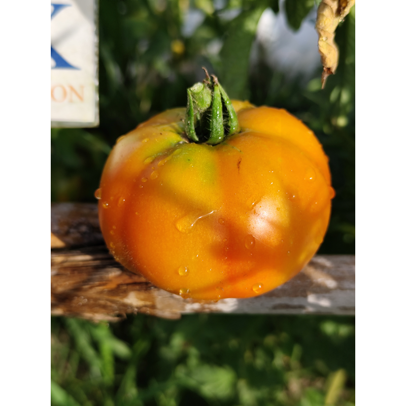 Tomate Burpee Delicious , 10 semillas (250)