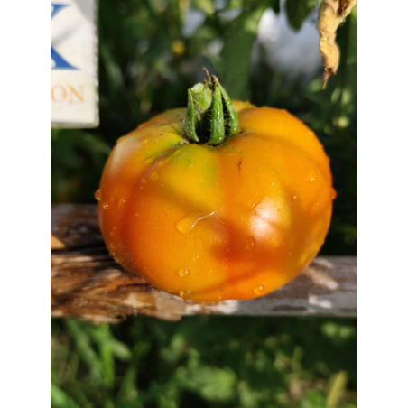 Tomate Burpee Delicious , 10 semillas (250)