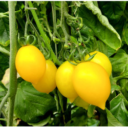 Tomate Piennolo Yellow of Vesuvio , 10 semillas