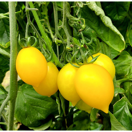 Tomate Piennolo Yellow of Vesuvio , 10 semillas