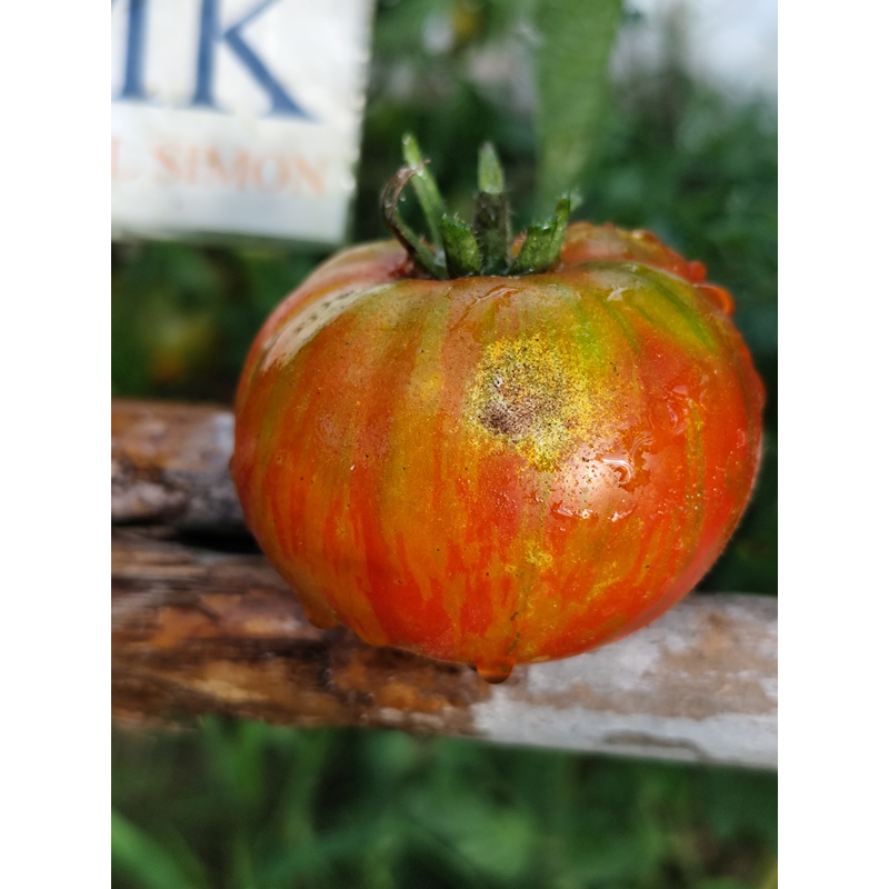 Tomate Berkeley Tie Dye Heart , 10 semillas (329)