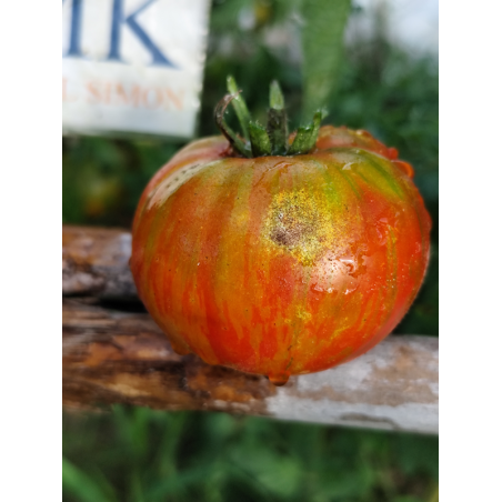 Tomate Berkeley Tie Dye Heart , 10 semillas (329)