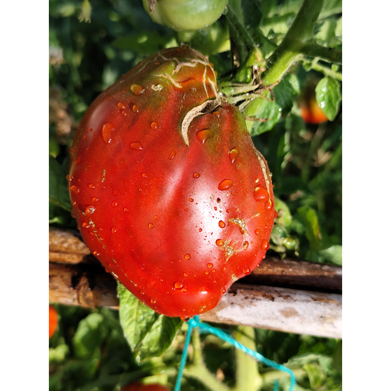 Tomate Kubininskyi Percevidnyi Chornyi , 10 semillas