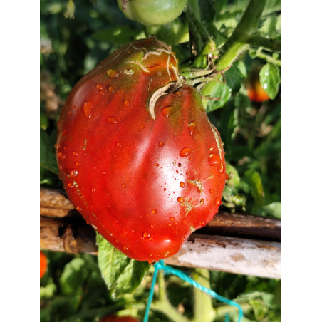 Tomate Kubininskyi Percevidnyi Chornyi , 10 semillas