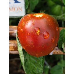 Tomate Miss Kennedy, 10 semillas (261)