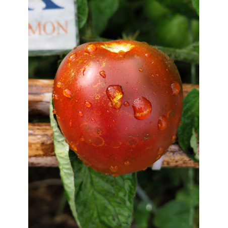 Tomate Miss Kennedy, 10 semillas (261)