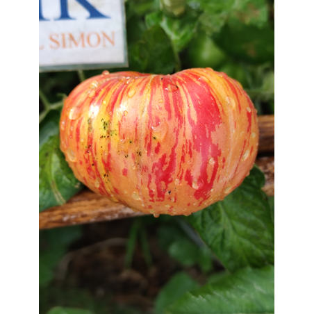 Tomate Hippie Zebra , 10 semillas (262)