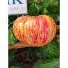 Tomate Hippie Zebra , 10 semillas (262)