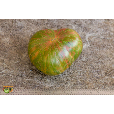 Tomate Green Lantern Lights , 10 semillas